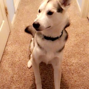 Meet your Posher, Maria